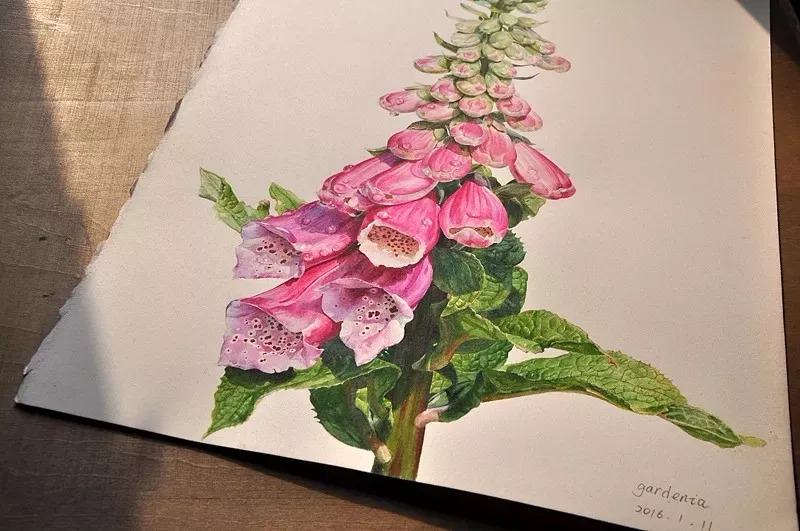 她画的超写实水彩花卉美到窒息,让人惊艳的水彩画