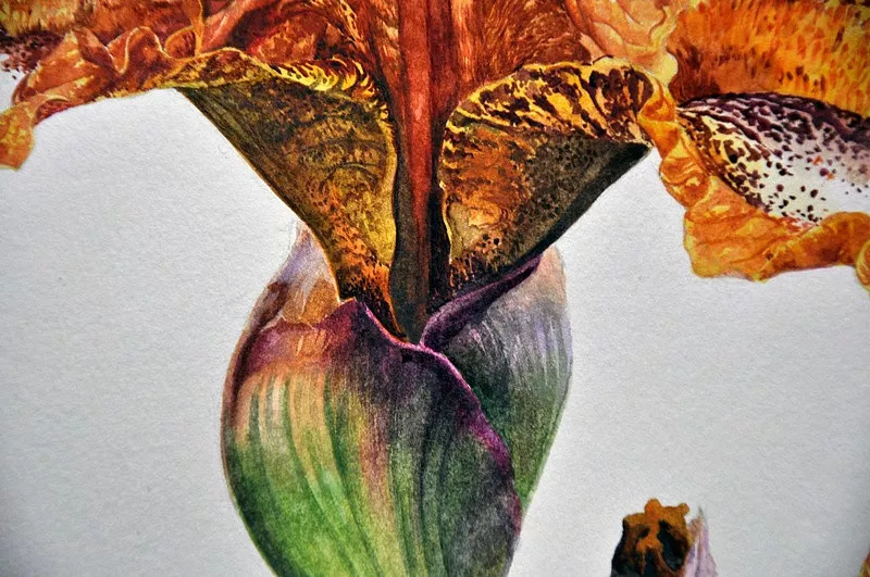 她画的超写实水彩花卉美到窒息,让人惊艳的水彩画