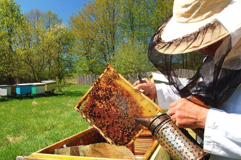 敦化寒葱岭红叶谷风景,吉林红叶最新视频