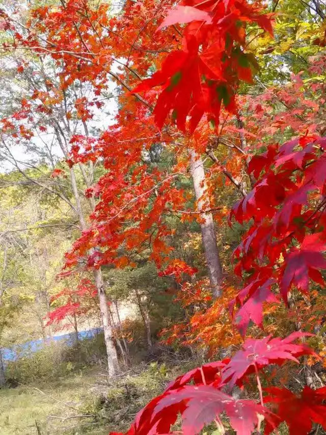 敦化寒葱岭红叶谷风景,吉林红叶最新视频