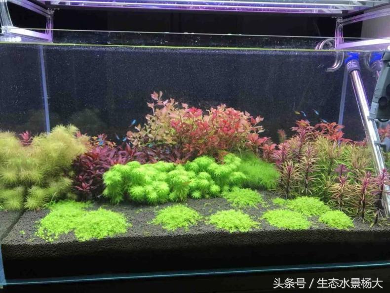 扁平形珍珠是怎么形成的,米型珍珠怎么形成的