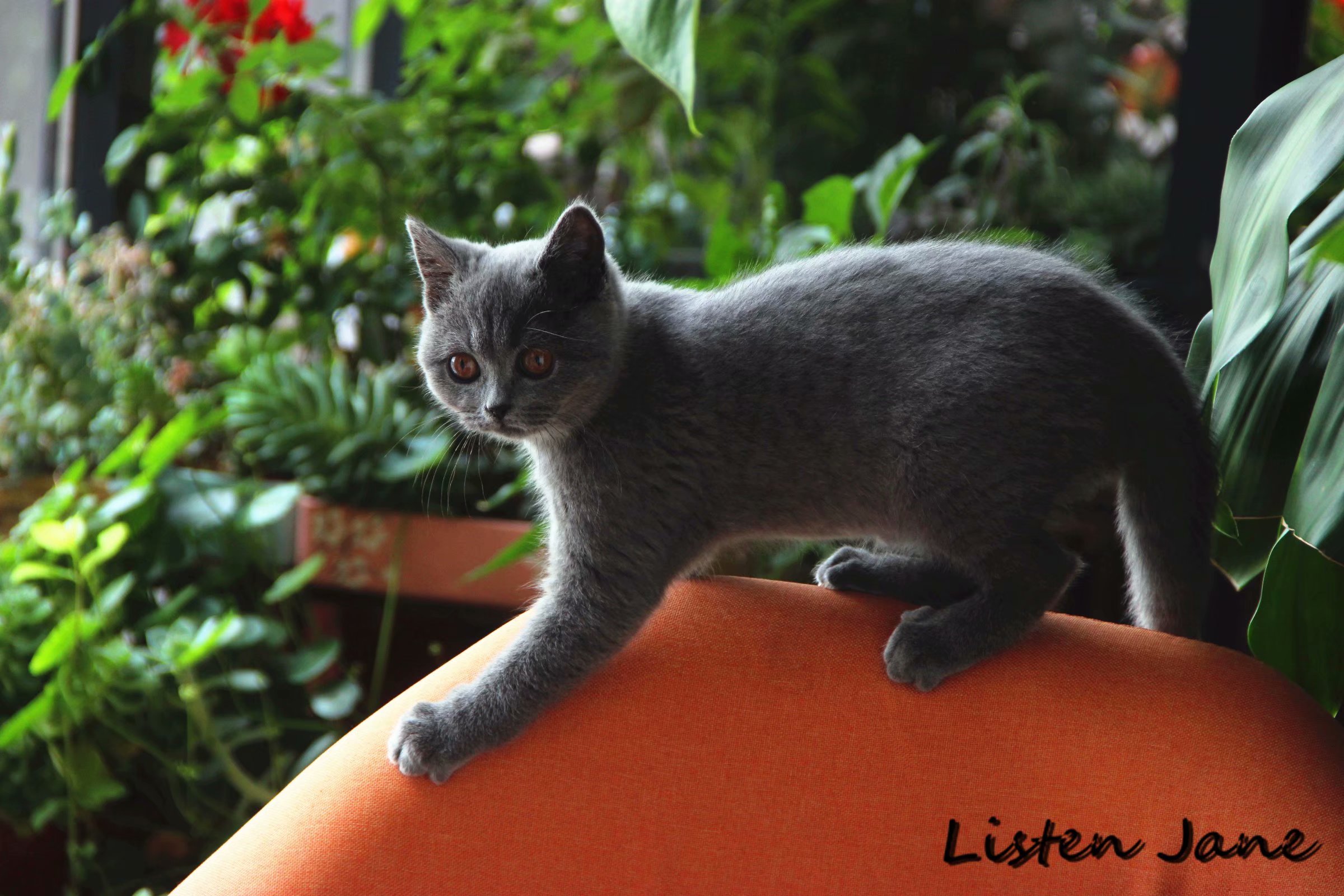 听简小屋杂记1——芒果肠粉