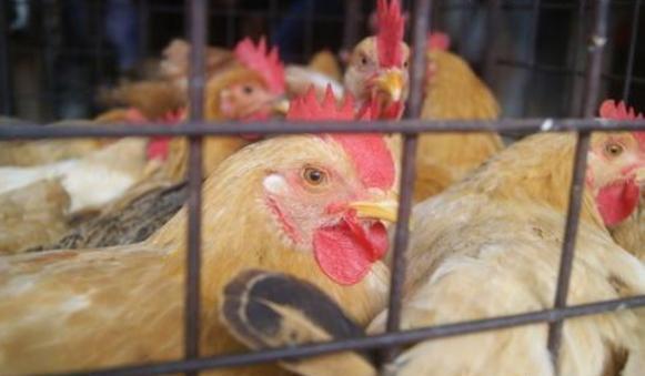 散养土鸡晚上灯光问题,散养土鸡和笼养鸡哪个容易得病