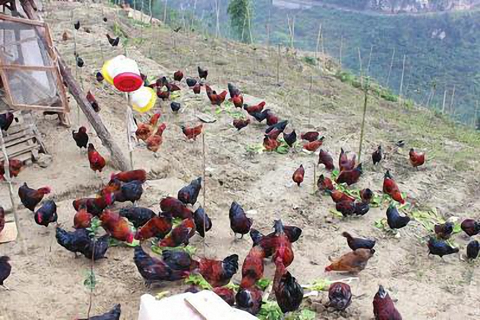 畜牧养殖必须了解的基础知识,搞养殖都有哪些坑