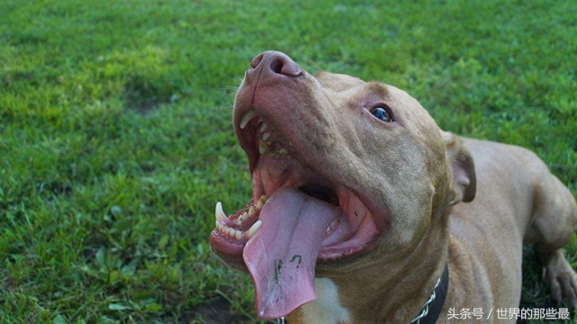 世界上最强的五大猛犬,世界五大最强悍猛犬