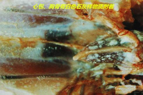 鸡内脏型痛风症状,鸡痛风有什么症状和表现