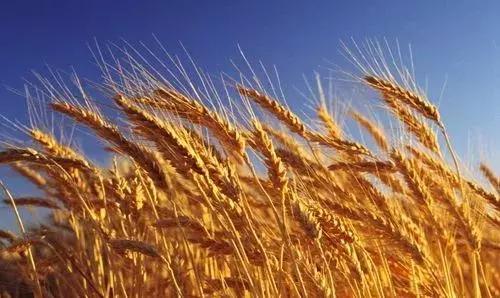 磷酸二氢钾用在叶菜效果如何,磷酸二氢钾对小麦怎样用高产