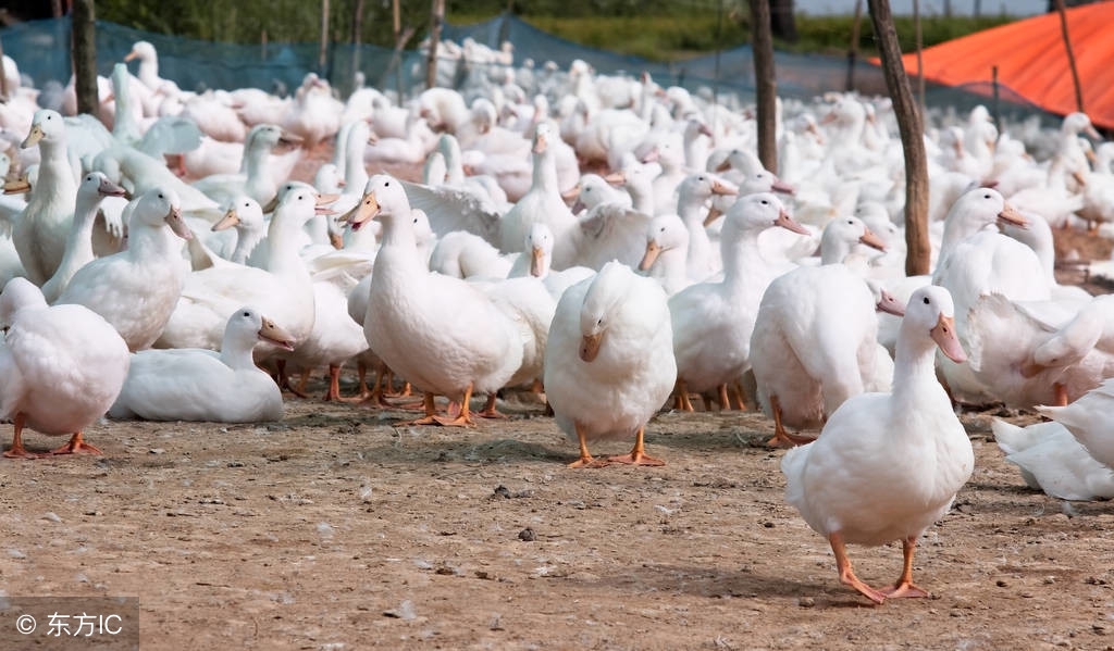 养1000只鹅利润和成本,养鹅1000只利润和成本是多少
