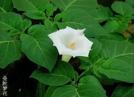 赣榆人讨厌的这个野果子，有人专门来捡赚钱，榨油吃了能防癌……