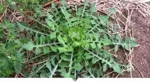 赣榆人讨厌的这个野果子，有人专门来捡赚钱，榨油吃了能防癌……