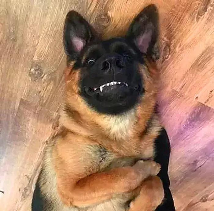 铲屎官养狗狗,养狗狗的铲屎官心都碎了