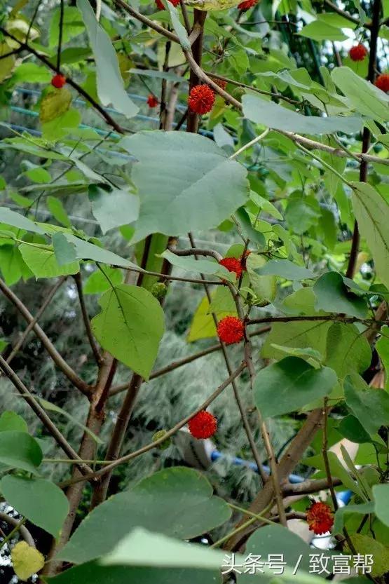 这种落叶乔木热量高、轮伐期短，全身上下都是宝