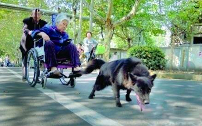 铲屎官养狗狗,养狗狗的铲屎官心都碎了