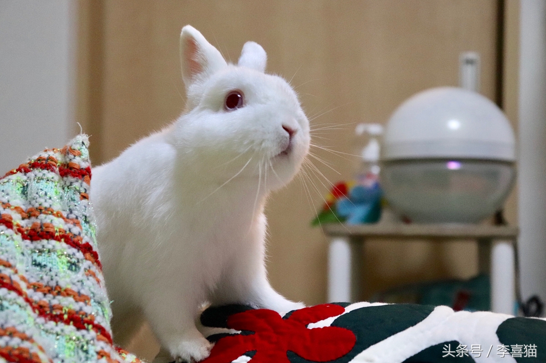 传说中的玉兔是不是嫦娥的宠物,中秋节的玉兔捣药