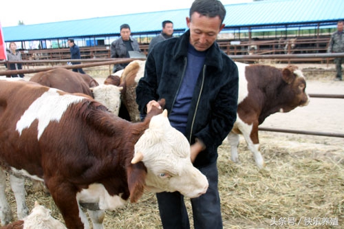 肉牛关节肿大怎么办,肉牛后肢僵硬