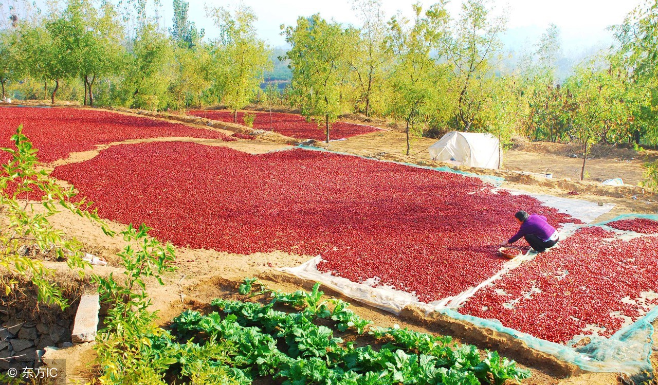 三蒸三晒红枣什么季节晒,为什么红枣要三晾三晒