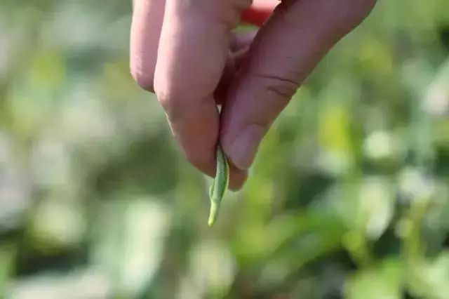 好茶一般有没有梗,好茶带什么茶梗