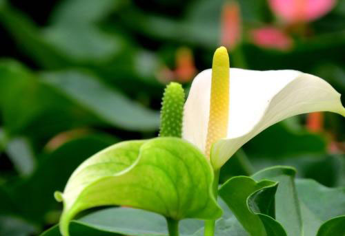 干透浇透和浸盆浇水的区别,见干见湿和干透浇透有什么区别