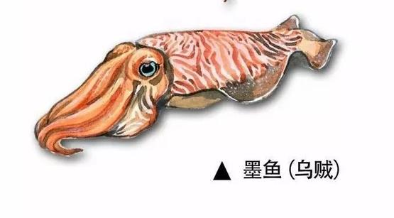 你知道如何区分章鱼墨鱼鱿鱼吗,章鱼墨鱼鱿鱼有什么区别