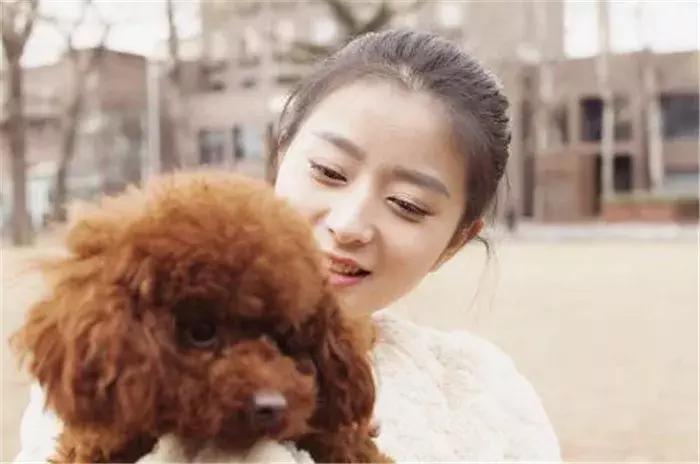 养泰迪十大副作用,养泰迪的基本常识