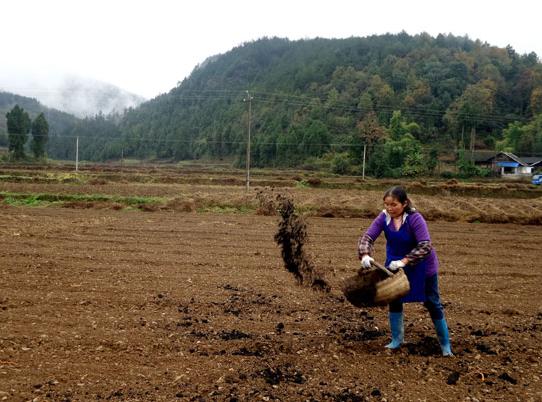 蓝莓土壤加醋能变酸吗,蓝莓土壤改酸方法