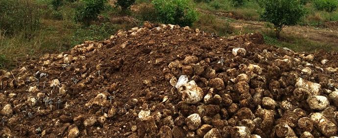 蓝莓土壤加醋能变酸吗,蓝莓土壤改酸方法