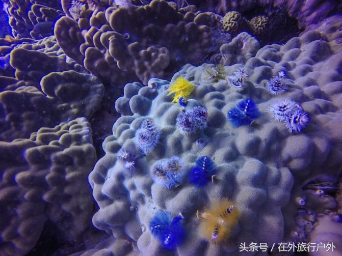 潜水入门课程有哪些,入门级潜水装备现价