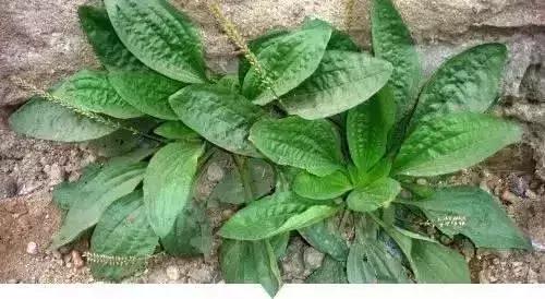 绵阳人讨厌的这个野果子，有人专门来捡赚钱……