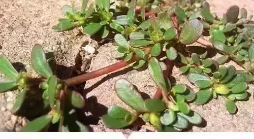 绵阳人讨厌的这个野果子，有人专门来捡赚钱……