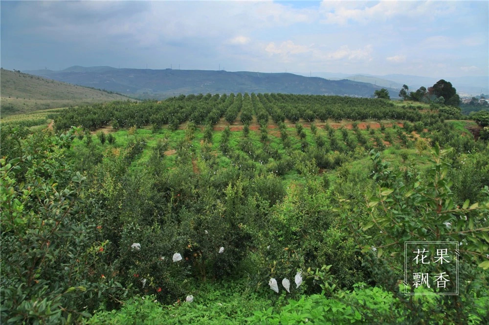 问曹老师,究竟哪些地方才适合发展软籽石榴?