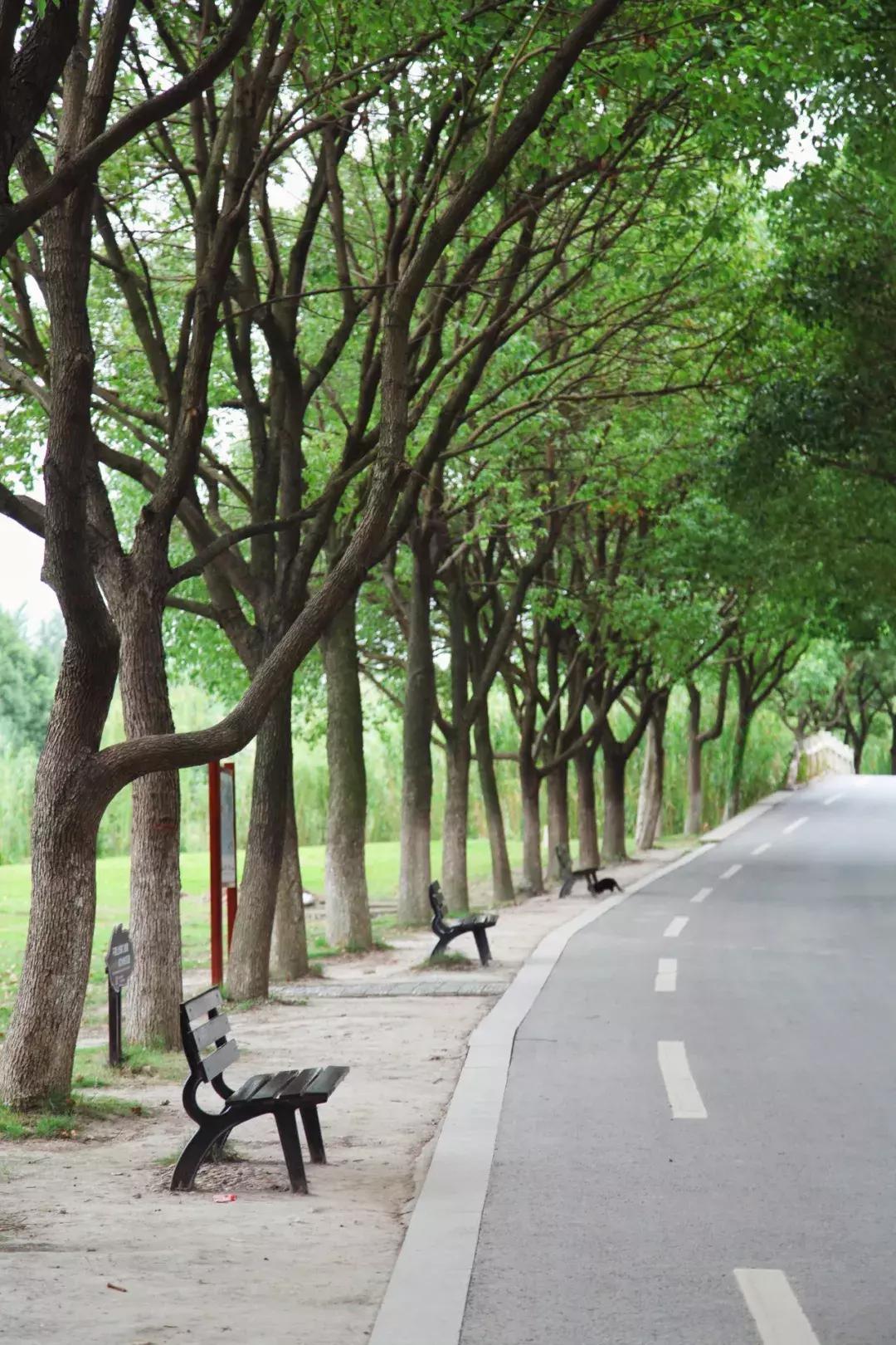 沙家浜芦苇荡游玩体验感想,沙家浜风起芦苇荡