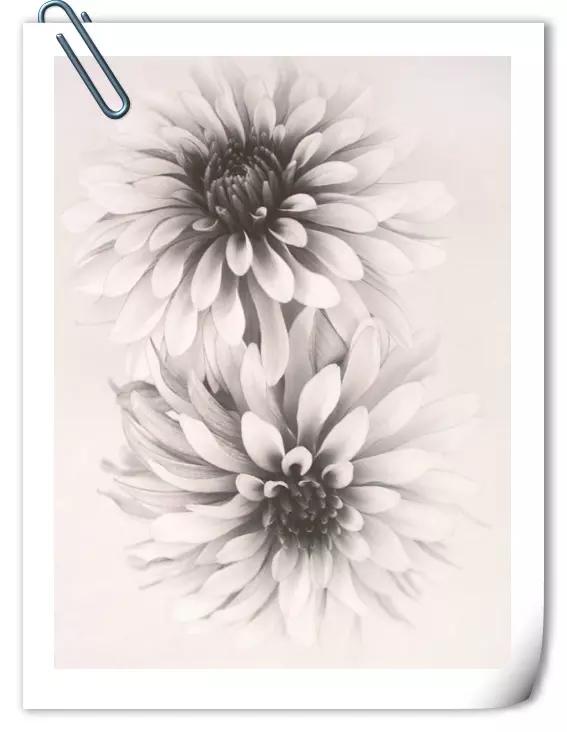 你是我心上的花美文,文字的美文