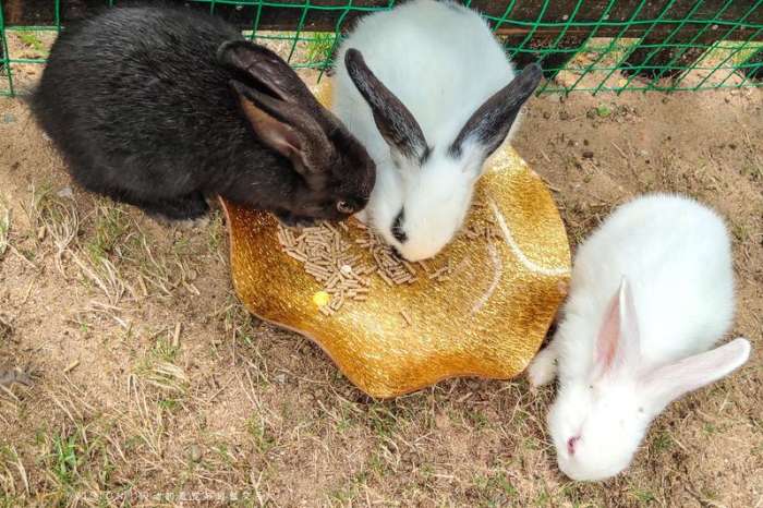 三亚海棠湾酒店推荐经济实惠,三亚海棠湾万丽酒店攻略