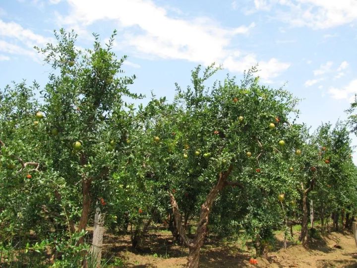 头茬正宗突尼斯软籽石榴,石榴突尼斯软籽石榴黑珍珠