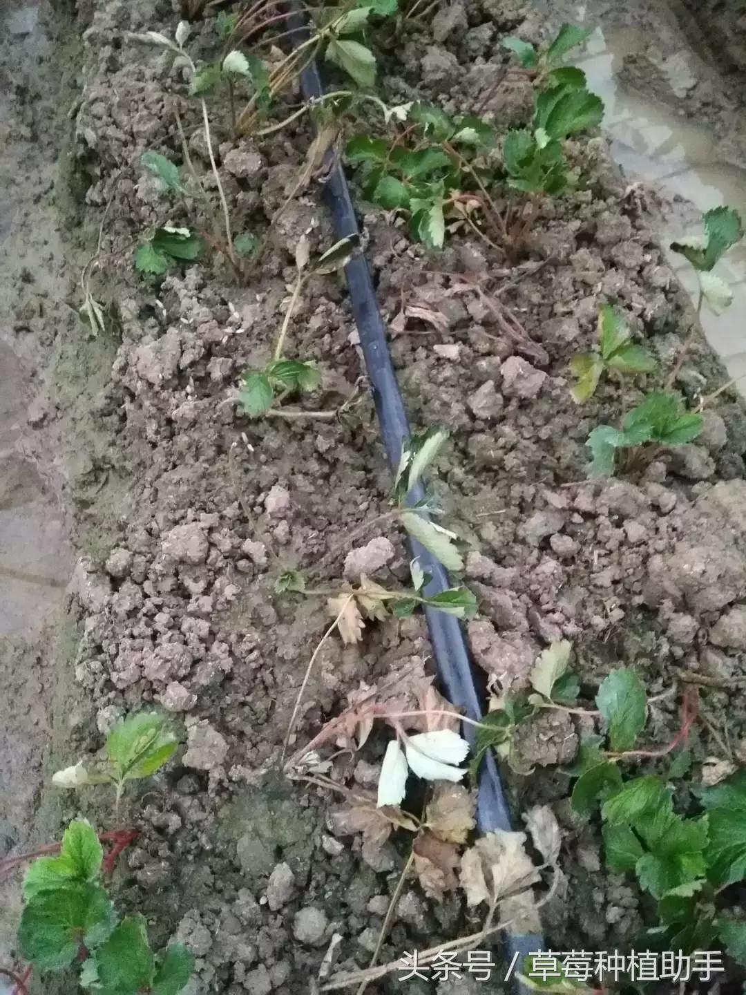 草莓栽后为何死苗多?原因是什么?怎样解决?