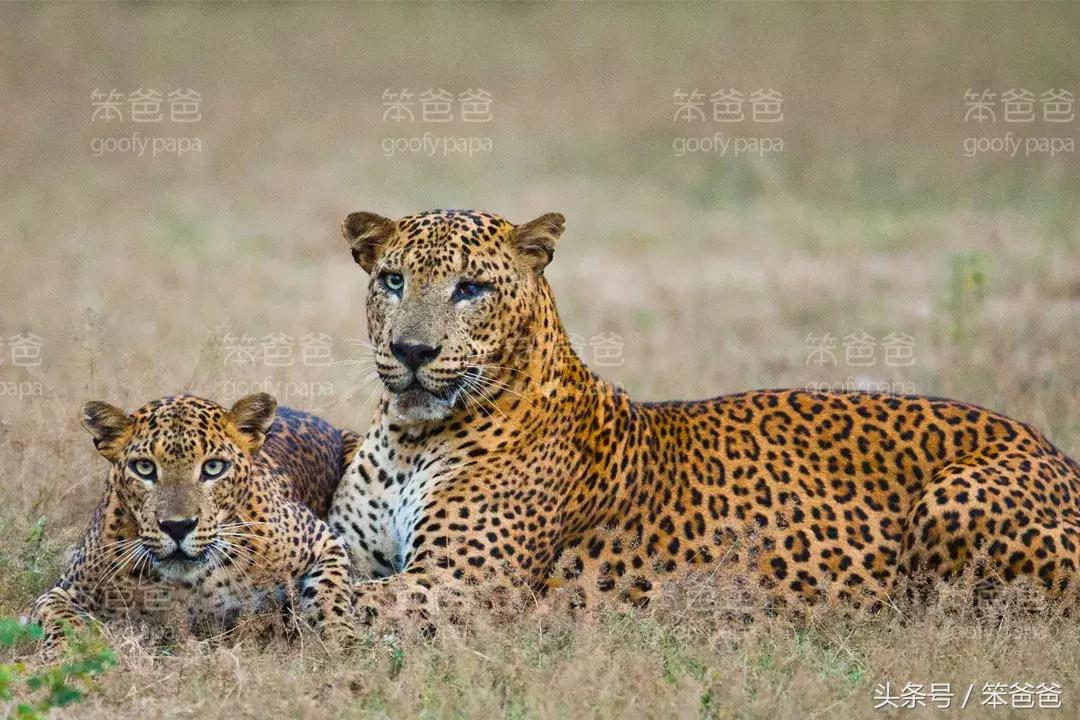非洲大草原上五大兽之一：傲娇的花豹