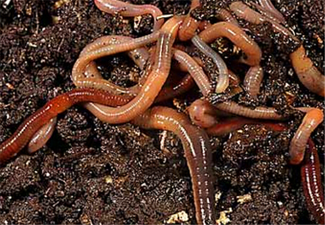 红虫蚯蚓颗粒配什么饵料钓鲫鱼,春季红虫蚯蚓饵料野钓哪个最好