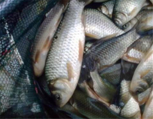 红虫蚯蚓颗粒配什么饵料钓鲫鱼,春季红虫蚯蚓饵料野钓哪个最好