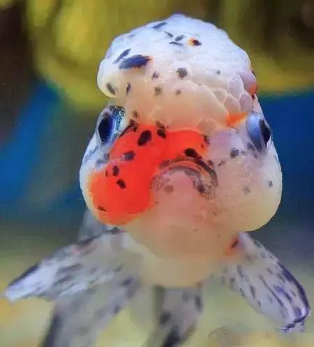 金鱼养眼,十大观赏小型金鱼