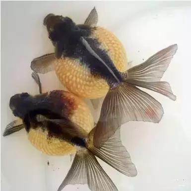 金鱼养眼,十大观赏小型金鱼