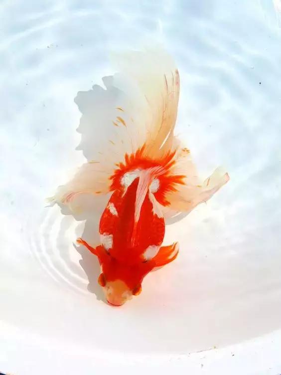 金鱼养眼,十大观赏小型金鱼