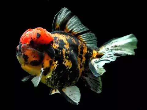 金鱼养眼,十大观赏小型金鱼