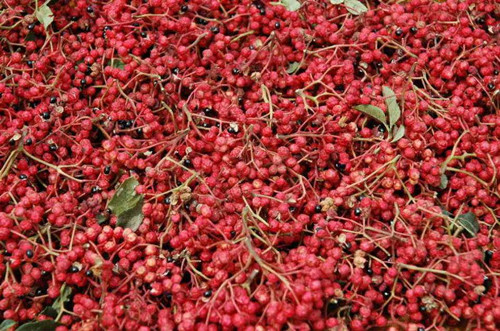 花椒什么时候采摘晒出来颜色好看,花椒怎么采摘视频教程