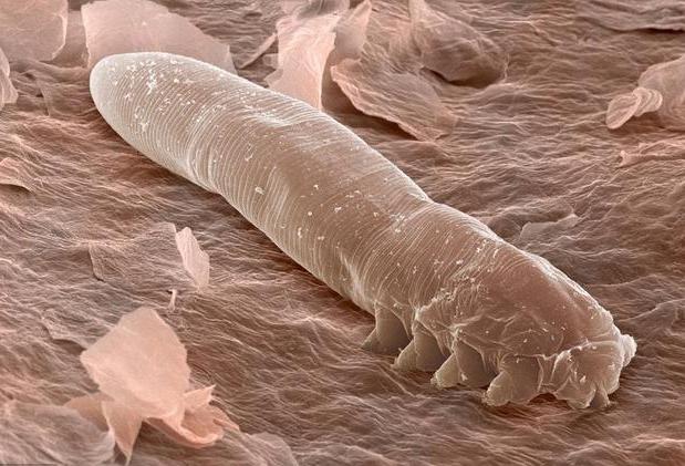 luna洁面仪德国版,luna洁面仪日版和韩版哪个好