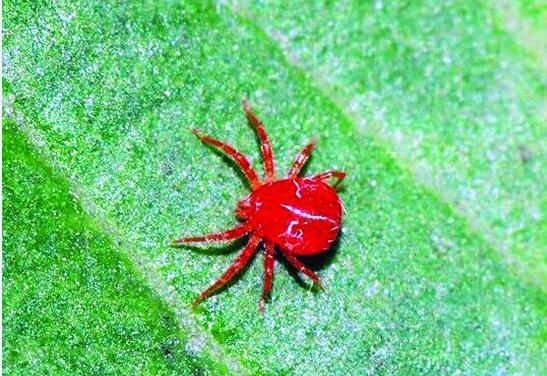 绿萝叶片怎么区分灼伤与虫害,绿萝有虫子用什么方法杀死