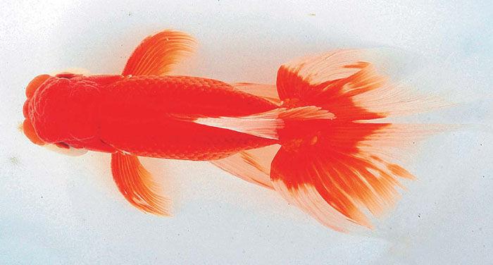 兰寿都是短尾巴吗,兰寿为什么短尾