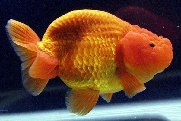 兰寿都是短尾巴吗,兰寿为什么短尾