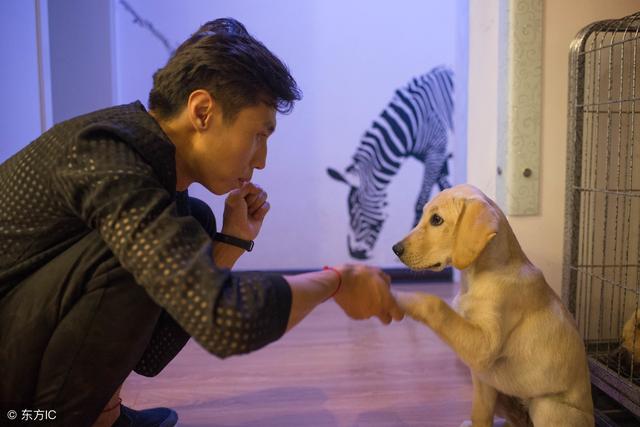 狗春季如何预防生病,秋季感冒狗狗什么症状