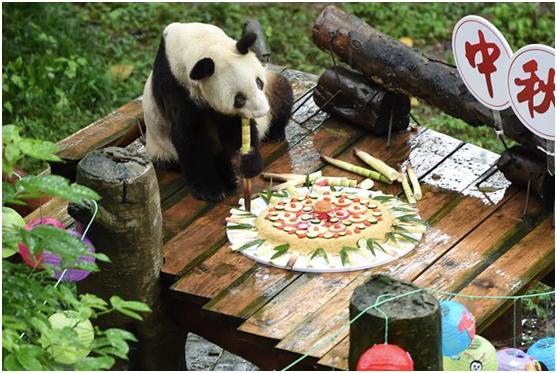 四川熊猫基地历史文化,探秘古老神秘的羌族文化