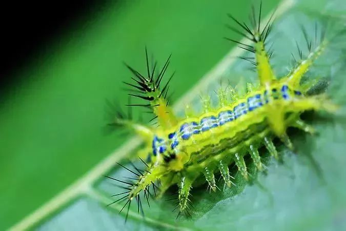 身价突然暴涨了,农村什么东西能卖100多元一斤